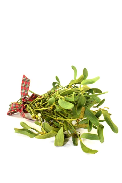 Mistletoe — Stock Photo, Image