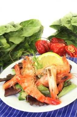 siyah kaplan karides