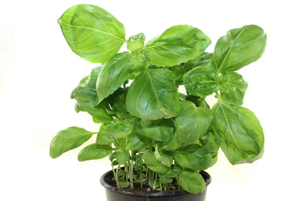 Basil — Stock Photo, Image