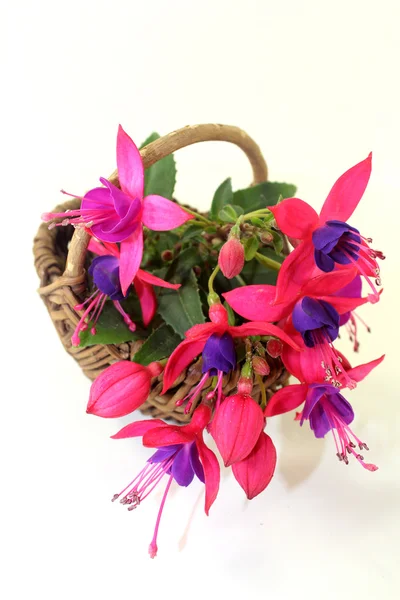 Fuchsia — Stock Photo, Image