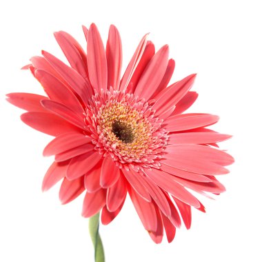 Kırmızı çiçek gerbera