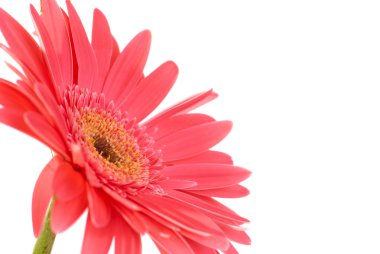 Kırmızı çiçek gerbera