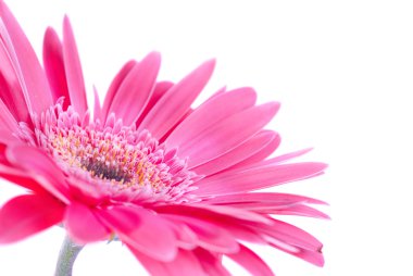 Mor çiçek gerbera