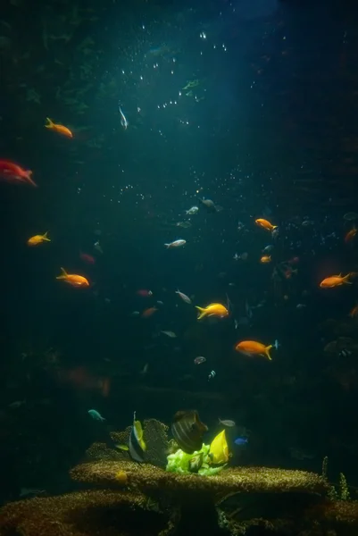 Aquário com peixes tropicais — Fotografia de Stock