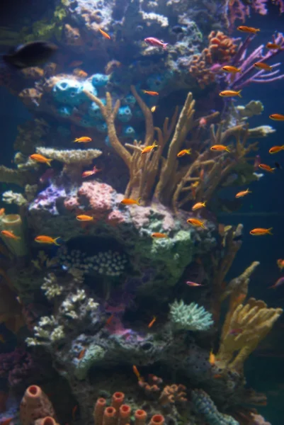 Acuario con peces tropicales — Foto de Stock