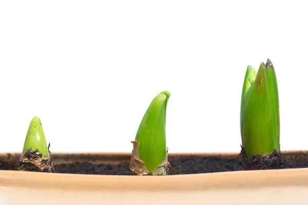 Drie groeiende planten — Stockfoto