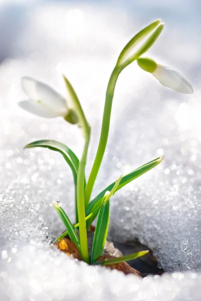 Fleurs de chute de neige printemps — Photo