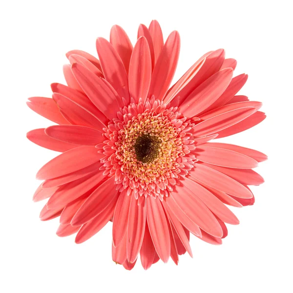 Gerbera di fiore rosso — Foto Stock