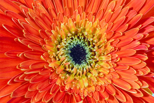 Rode bloem gerbera — Stockfoto