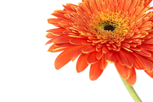 Rode bloem gerbera — Stockfoto