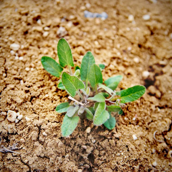 小小绿色的植物 — 图库照片