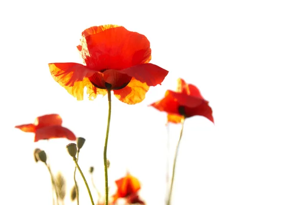 Amapolas rojas — Foto de Stock