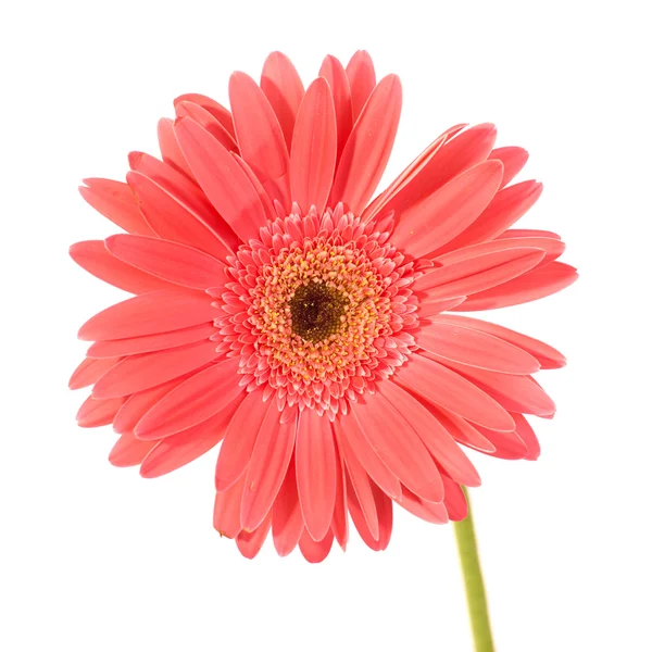 Rode bloem gerbera — Stockfoto