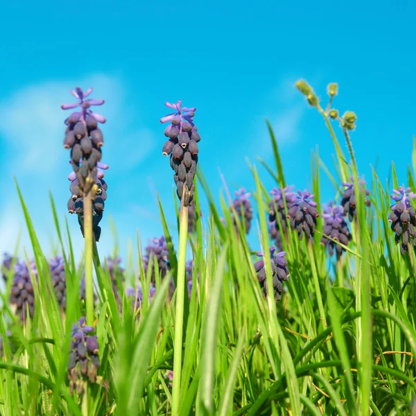 Blauwe bloemen druif hyacinten — Stockfoto