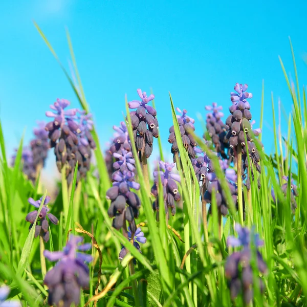 Blauwe bloemen druif hyacinten — Stockfoto