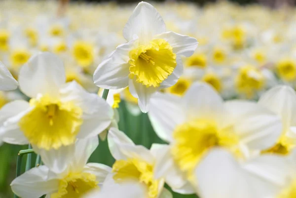 Beyaz narcissuses — Stok fotoğraf