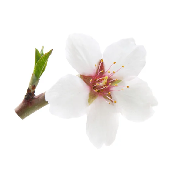 Větev s mandlí bílé květy — Stock fotografie