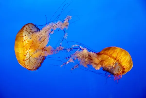 Помаранчева медуза в акваріумі — стокове фото