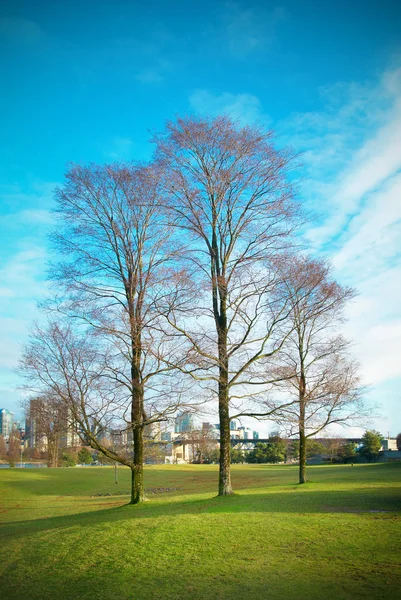Three trees in autumn park — Stock Photo, Image