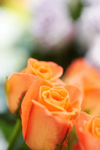 Μάτσο πανέμορφες τριανταφυλλιές — Φωτογραφία Αρχείου