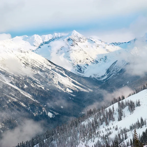 Abete invernale in montagna — Foto stock gratuita