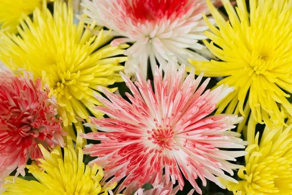 Beaux chrysanthèmes jaunes et rouges . — Photo