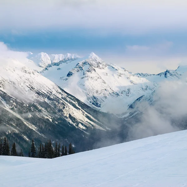 Abeto de invierno en las montañas — Foto de Stock