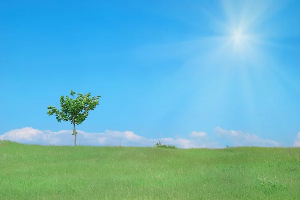 Árbol en el campo verde — Foto de Stock