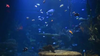 tropikal balık yakınında mercan ile mavi okyanus su