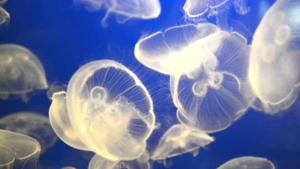 Witte kwallen (Oorkwal of maan gelei) in blauwe oceaanwater — Stockvideo