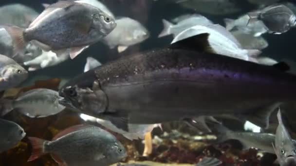 Tropické ryby v blízkosti korálového útesu s modrý oceán vody — Stock video