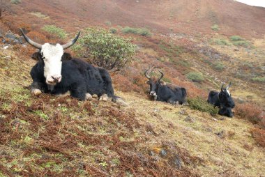 dağlarda yaks