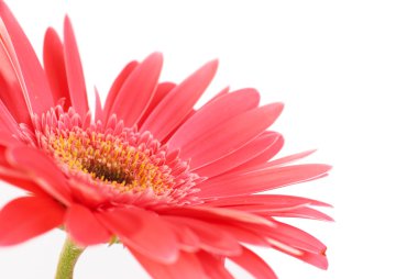 Kırmızı çiçek gerbera