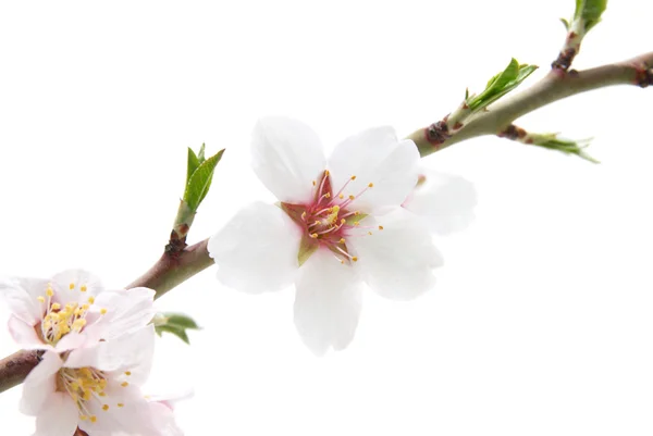 Branch with almond white flowers — Stock Photo, Image