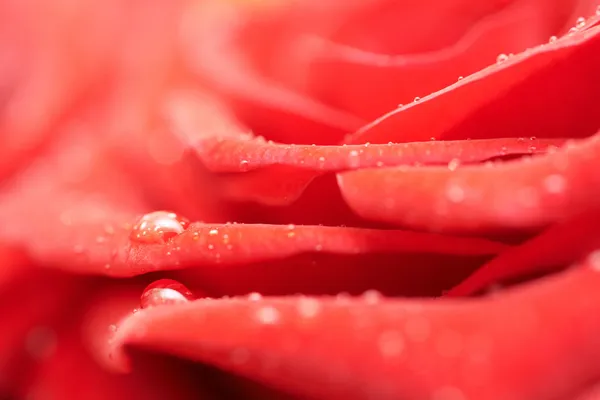 Beautiful dark red rose. — Stock Photo, Image