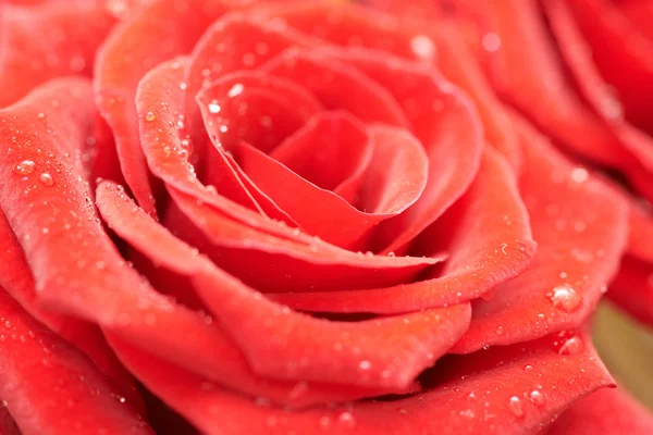 Beautiful dark red rose. — Stock Photo, Image