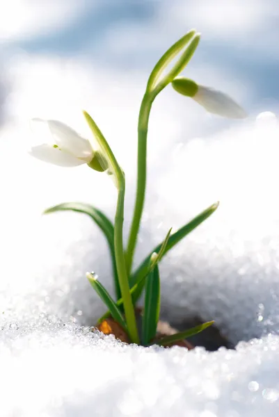 Fleurs de chute de neige printemps — Photo