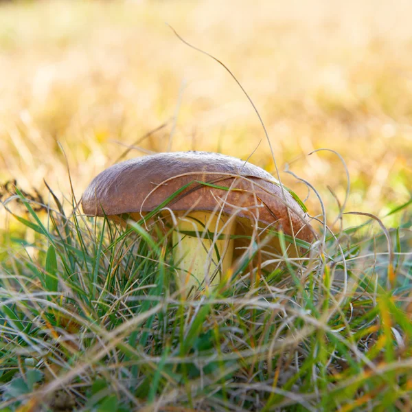 Mushroon Maślak — Zdjęcie stockowe