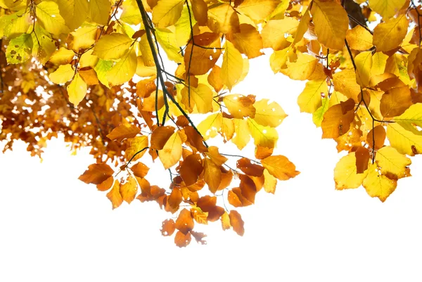 Herbstblätter — Stockfoto