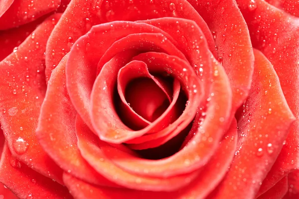 Hermosa rosa roja oscura . —  Fotos de Stock