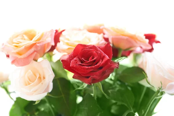 Ramo de rosas hermosas rojas y blancas — Foto de Stock
