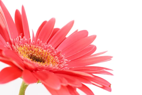 Gerbera flor vermelha — Fotografia de Stock