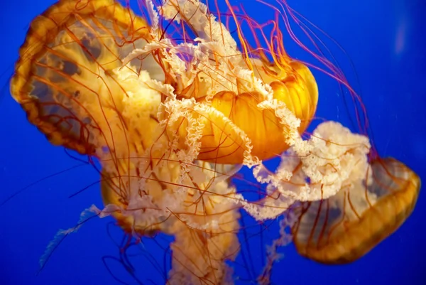 Orange jellyfish in an aquarium — Stock Photo, Image