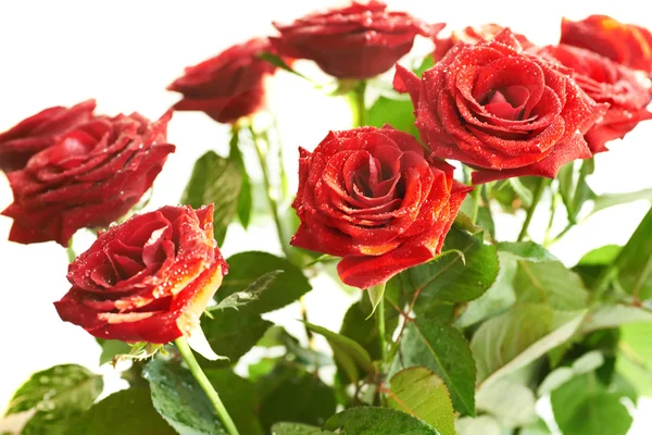 Mazzo di belle rose rosse — Foto Stock