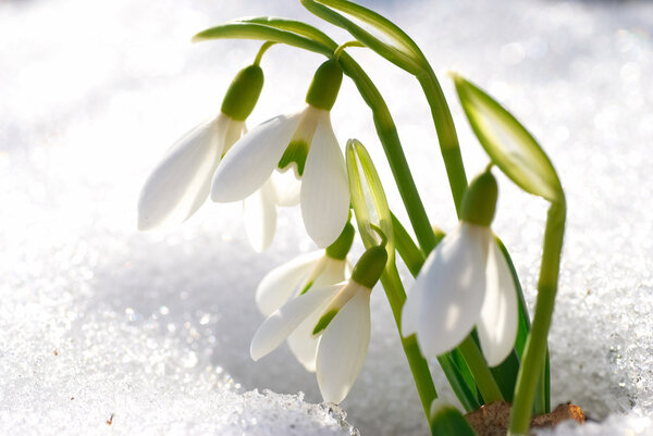 Spring snowdrop flowers