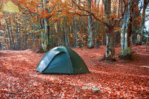 Green tent in the forest — Stock Photo, Image