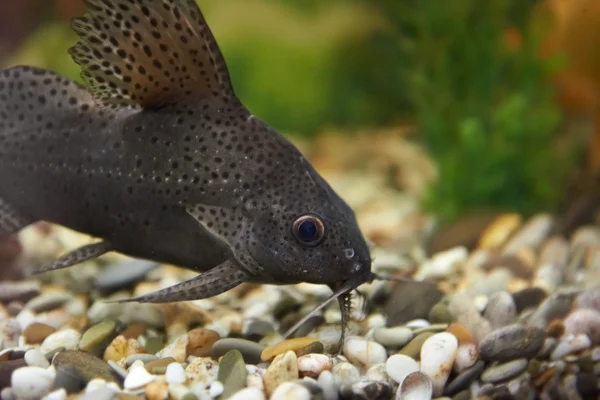 Poissons colorés dans l'aquarium — Photo