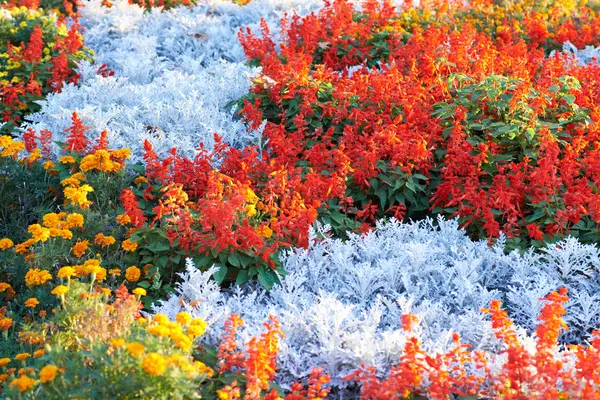 Champ de fleurs multicolores — Photo