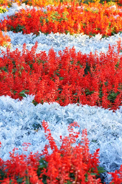 Çok renkli çiçek alan — Stok fotoğraf