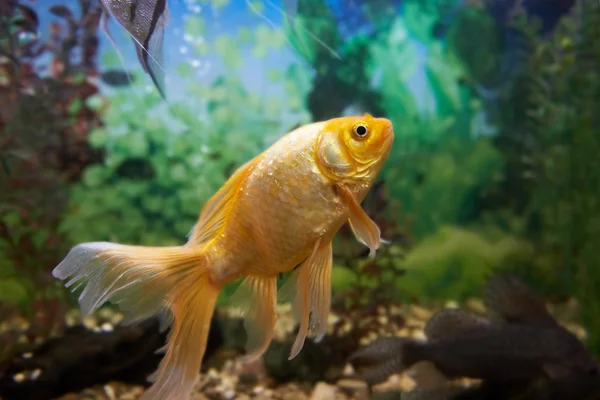 Poissons colorés dans l'aquarium — Photo